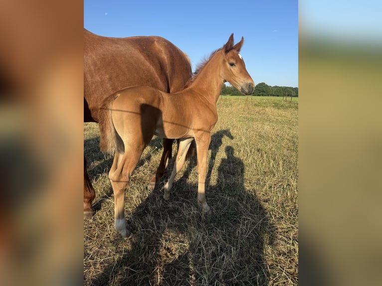 Belgisch Warmbloed Hengst Veulen (06/2026) Vos in Tessenderlo