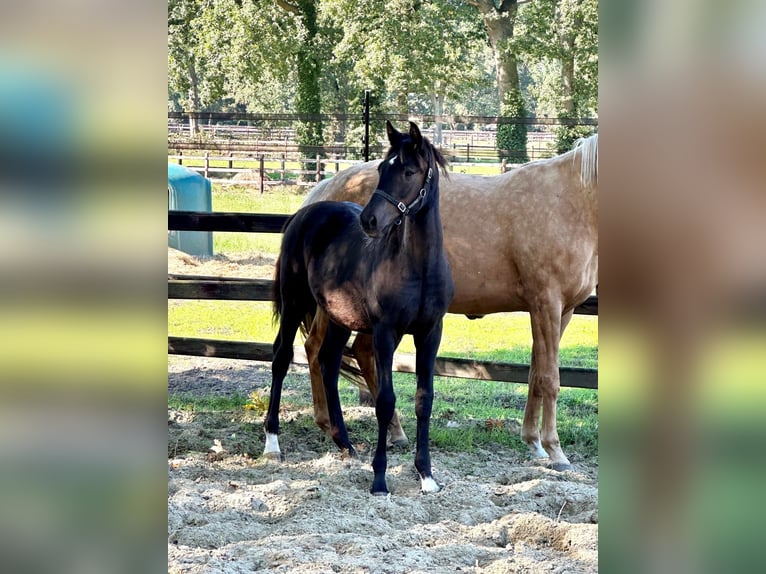 Belgisch Warmbloed Mix Hengst Veulen (04/2026) Zwart in Olen