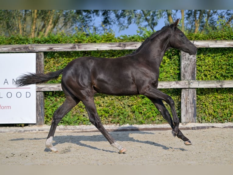 Belgisch Warmbloed Hengst veulen (04/2024) Zwart in Oud-Heverlee