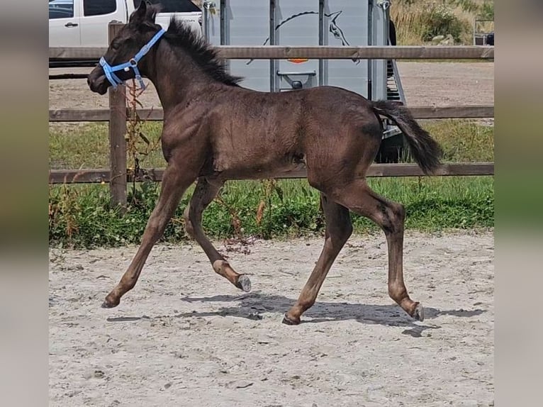 Belgisch Warmbloed Hengst veulen (05/2024) Zwartbruin in Putte