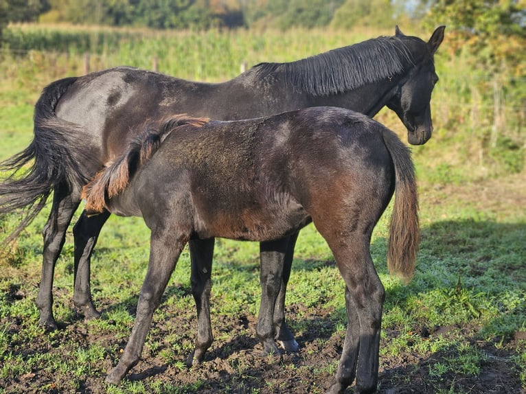 Belgisch Warmbloed Hengst veulen (05/2024) Zwartbruin in Putte