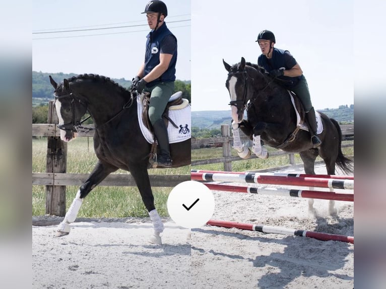 Belgisch Warmbloed Hengst Zwartbruin in Agimont