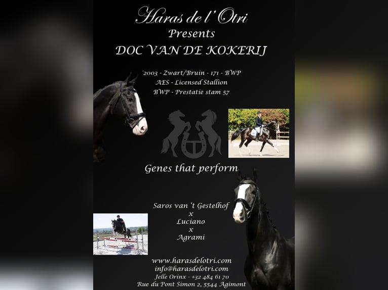 Belgisch Warmbloed Hengst Zwartbruin in Agimont