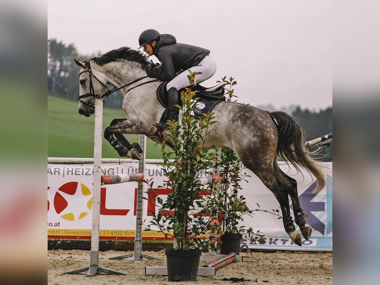 Belgisch Warmbloed Merrie 10 Jaar 163 cm Appelschimmel in Unterrauchenödt