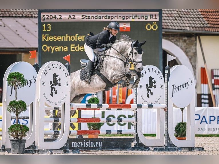 Belgisch Warmbloed Merrie 10 Jaar 163 cm Appelschimmel in Unterrauchenödt