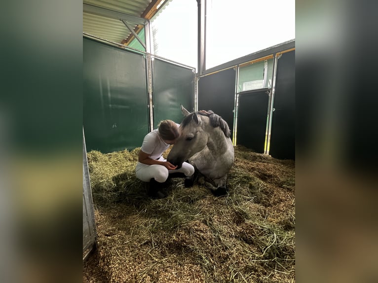 Belgisch Warmbloed Merrie 10 Jaar 163 cm Appelschimmel in Unterrauchenödt