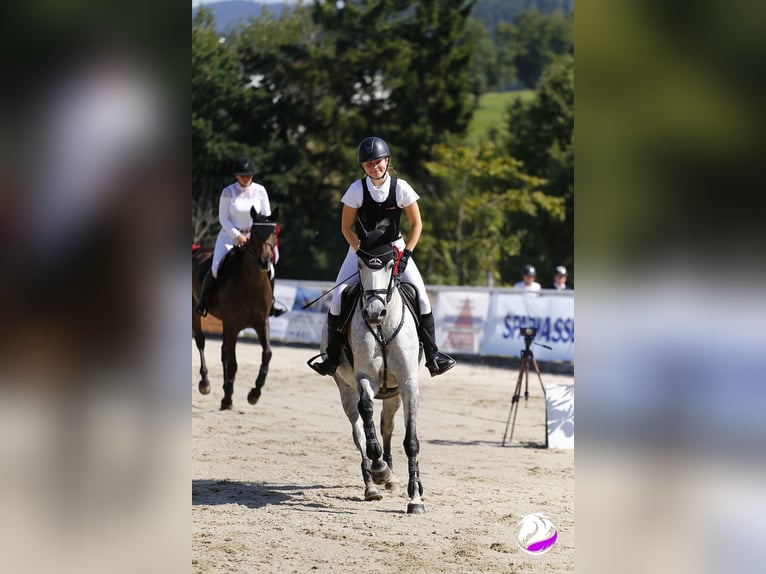 Belgisch Warmbloed Merrie 10 Jaar 163 cm Appelschimmel in Unterrauchenödt