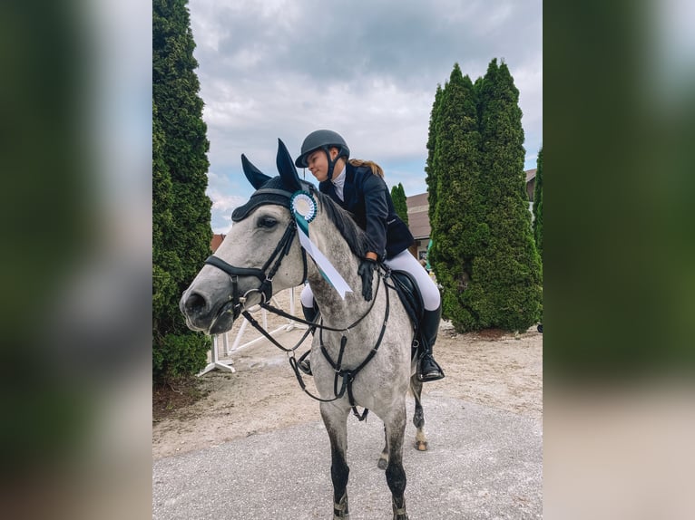 Belgisch Warmbloed Merrie 10 Jaar 163 cm Appelschimmel in Unterrauchenödt