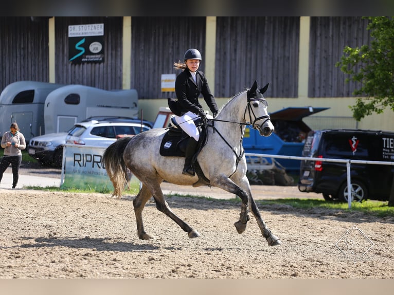 Belgisch Warmbloed Merrie 10 Jaar 163 cm Appelschimmel in Unterrauchenödt