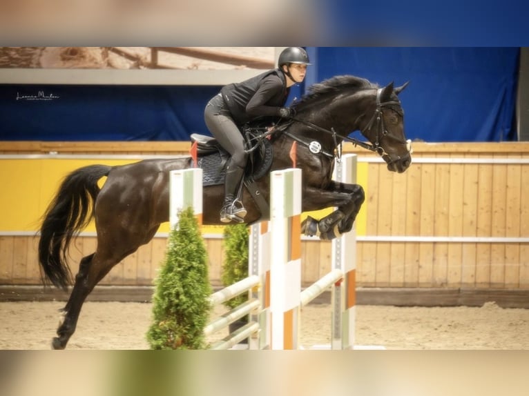 Belgisch Warmbloed Merrie 10 Jaar 164 cm Donkerbruin in Hückelhoven