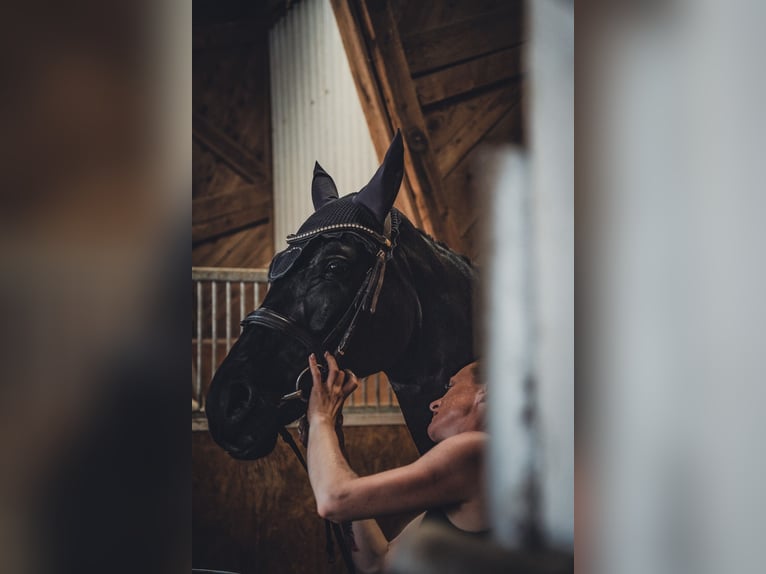 Belgisch Warmbloed Merrie 10 Jaar 165 cm Zwart in Rankweil