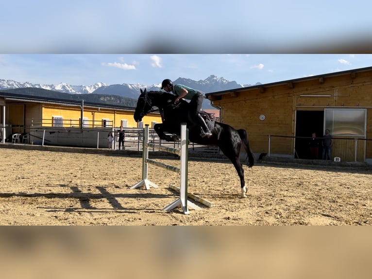 Belgisch Warmbloed Merrie 10 Jaar 165 cm Zwart in Rankweil