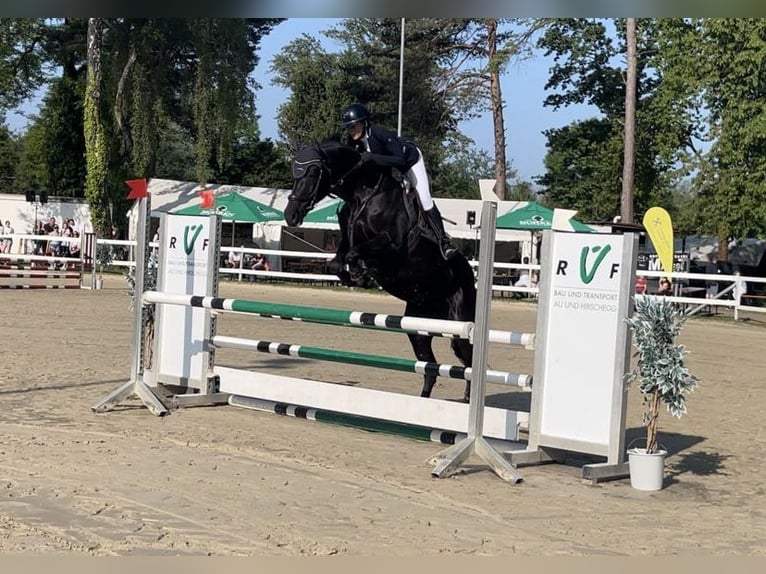 Belgisch Warmbloed Merrie 10 Jaar 165 cm Zwart in Rankweil