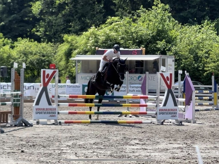 Belgisch Warmbloed Merrie 10 Jaar 165 cm Zwart in Rankweil