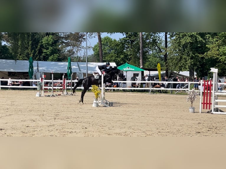 Belgisch Warmbloed Merrie 10 Jaar 165 cm Zwart in Rankweil