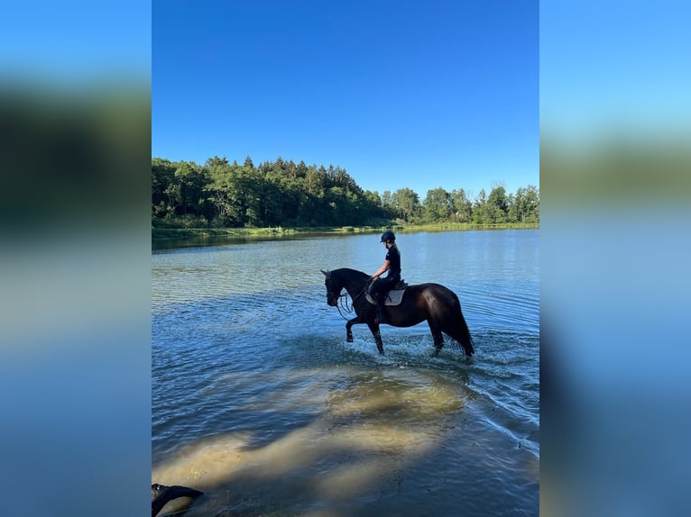 Belgisch Warmbloed Merrie 10 Jaar 165 cm Zwart in Rankweil