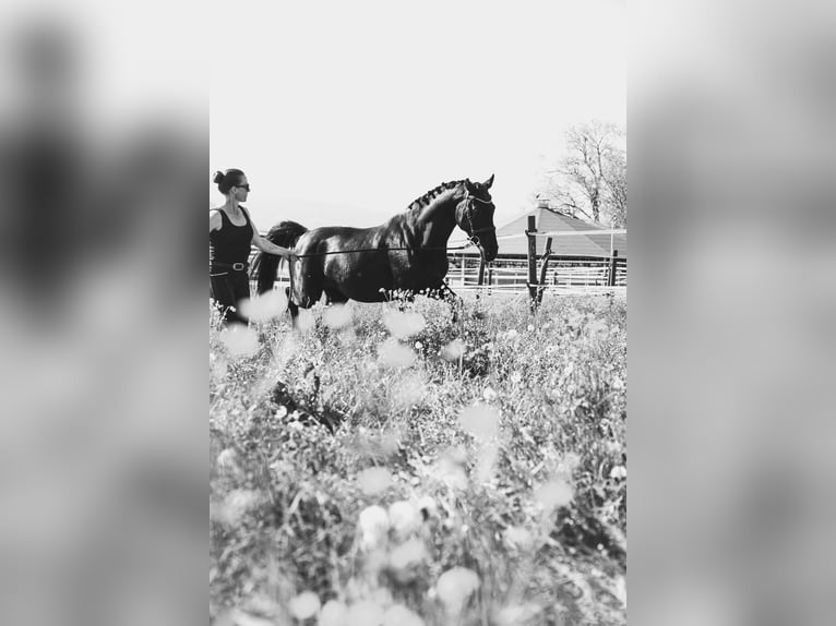 Belgisch Warmbloed Merrie 10 Jaar 165 cm Zwart in Rankweil