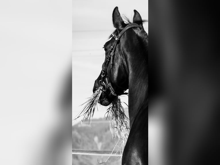 Belgisch Warmbloed Merrie 10 Jaar 165 cm Zwart in Rankweil