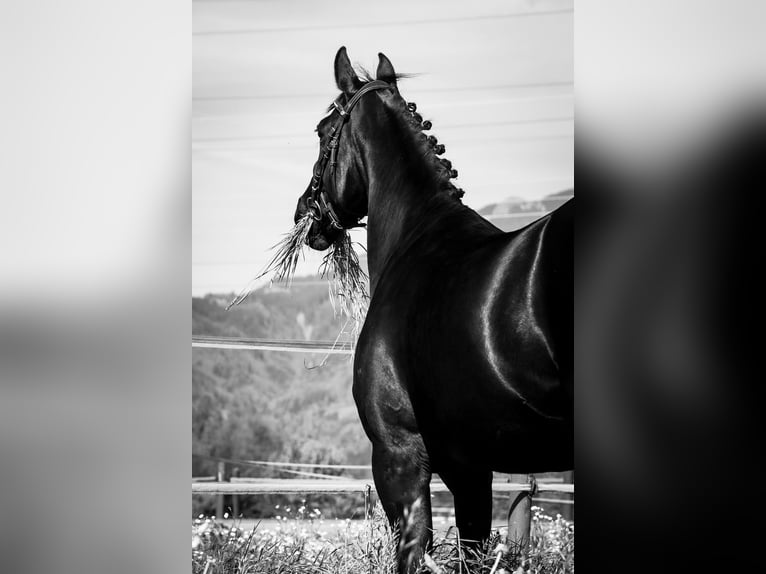 Belgisch Warmbloed Merrie 10 Jaar 165 cm Zwart in Rankweil