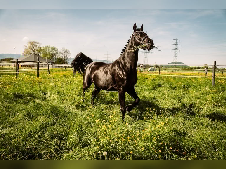 Belgisch Warmbloed Merrie 10 Jaar 165 cm Zwart in Rankweil
