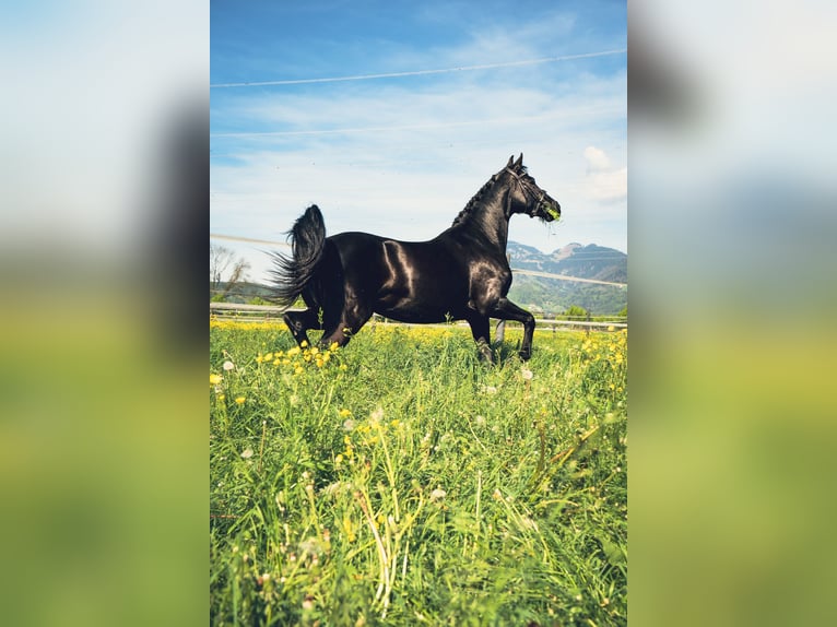 Belgisch Warmbloed Merrie 10 Jaar 165 cm Zwart in Rankweil