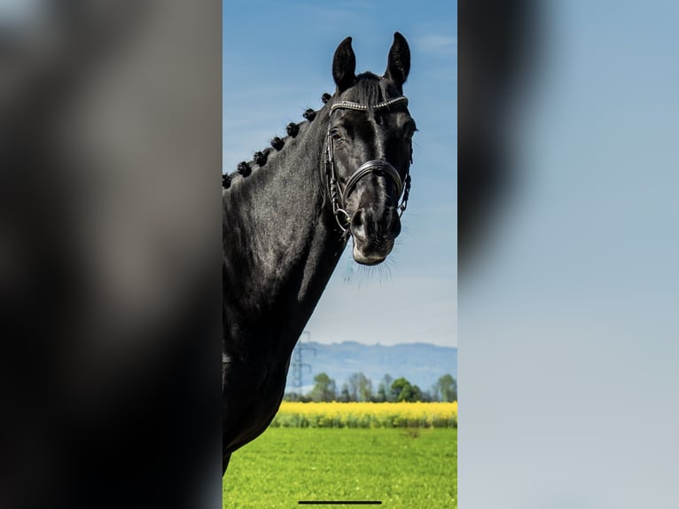 Belgisch Warmbloed Merrie 10 Jaar 165 cm Zwart in Rankweil