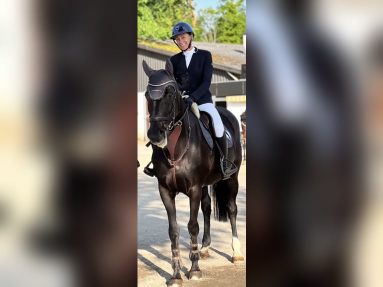 Belgisch Warmbloed Merrie 10 Jaar 165 cm Zwart in Rankweil