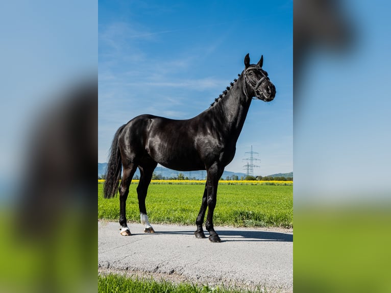 Belgisch Warmbloed Merrie 10 Jaar 165 cm Zwart in Rankweil