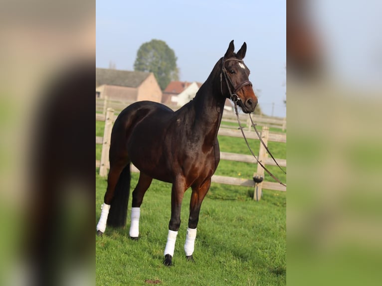 Belgisch Warmbloed Merrie 10 Jaar 167 cm Bruin in Bogaarden