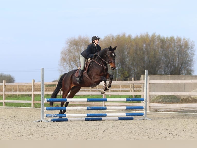 Belgisch Warmbloed Merrie 10 Jaar 167 cm Bruin in Bogaarden