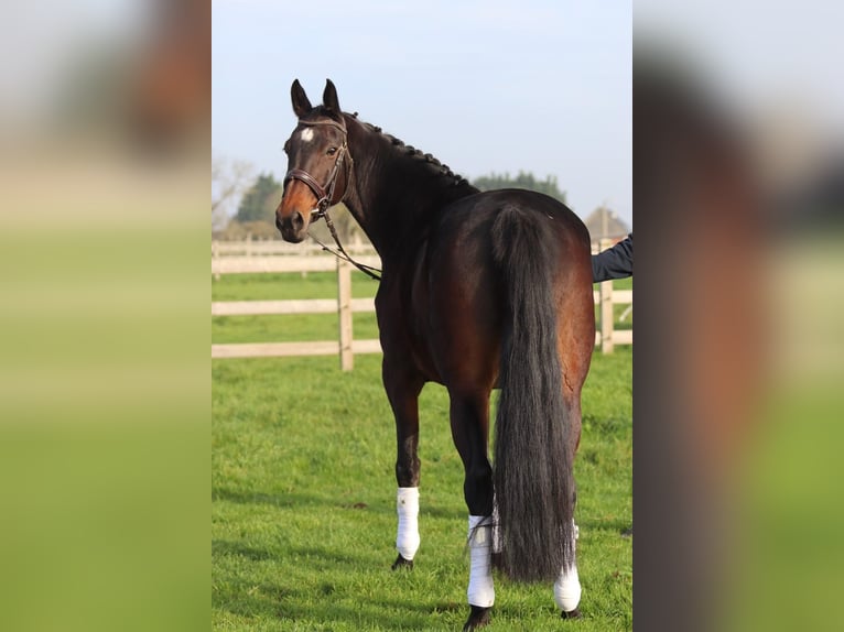 Belgisch Warmbloed Merrie 10 Jaar 167 cm Bruin in Bogaarden