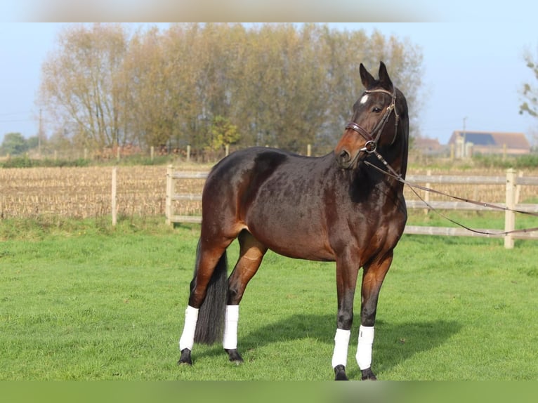 Belgisch Warmbloed Merrie 10 Jaar 167 cm Bruin in Bogaarden