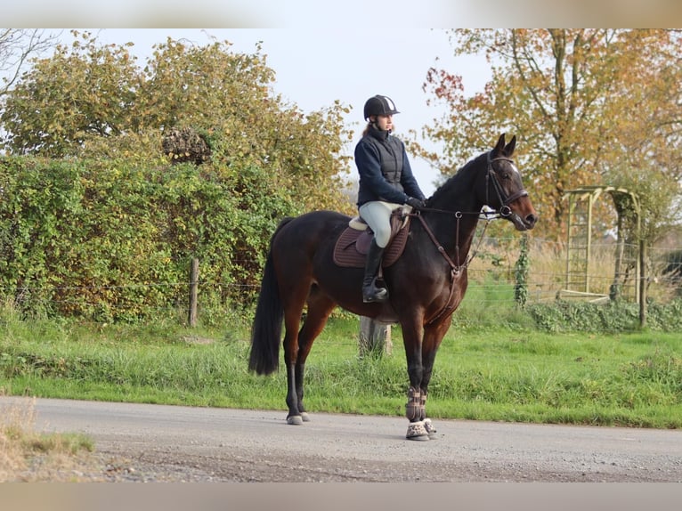 Belgisch Warmbloed Merrie 10 Jaar 167 cm Bruin in Bogaarden