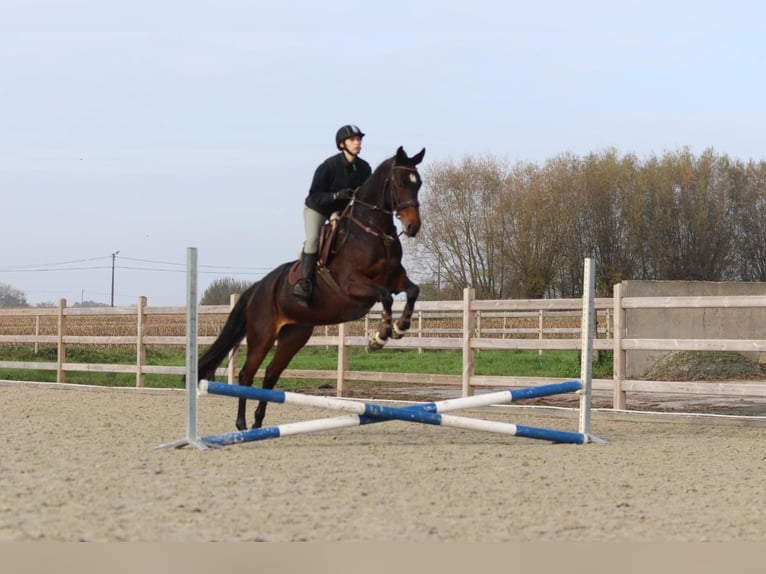 Belgisch Warmbloed Merrie 10 Jaar 167 cm Bruin in Bogaarden