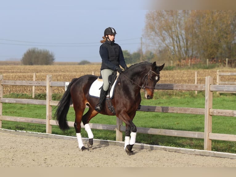 Belgisch Warmbloed Merrie 10 Jaar 167 cm Bruin in Bogaarden