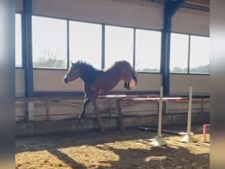 Belgisch Warmbloed Merrie 10 Jaar 167 cm Donkerbruin in Houthalen-Helchteren