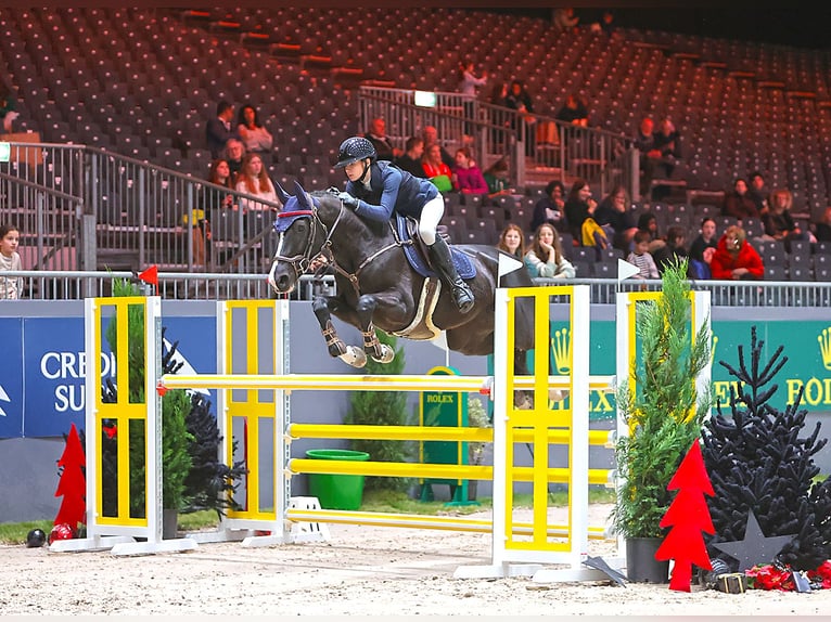 Belgisch Warmbloed Merrie 10 Jaar 170 cm Donkerbruin in Wellen