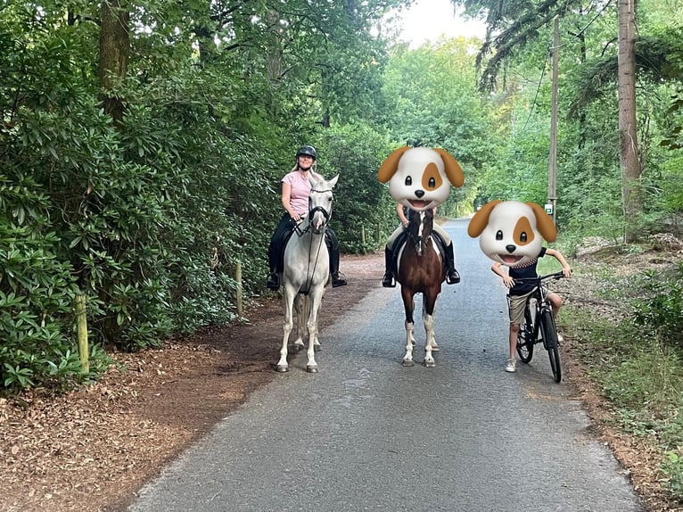 Belgisch Warmbloed Merrie 11 Jaar 160 cm Schimmel in Essen