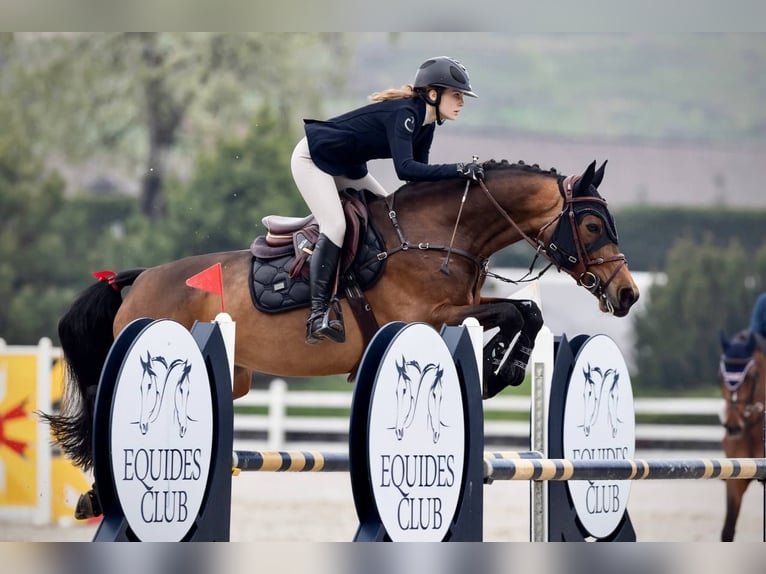Belgisch Warmbloed Merrie 11 Jaar 164 cm Roodbruin in Бровари