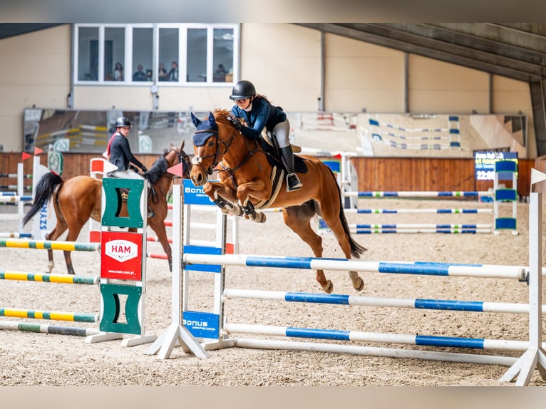 Belgisch Warmbloed Merrie 11 Jaar 164 cm Vos in Świerklaniec