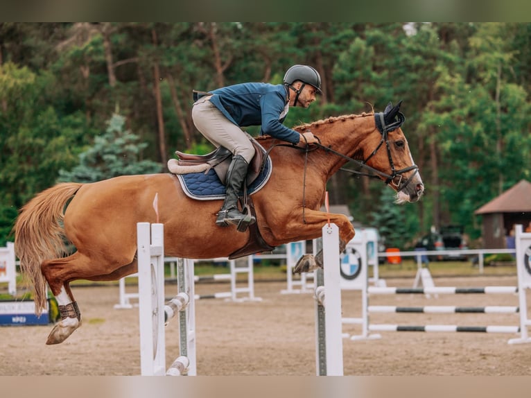Belgisch Warmbloed Merrie 11 Jaar 164 cm Vos in Serock