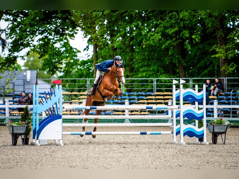 Belgisch Warmbloed Merrie 11 Jaar 164 cm Vos in Serock