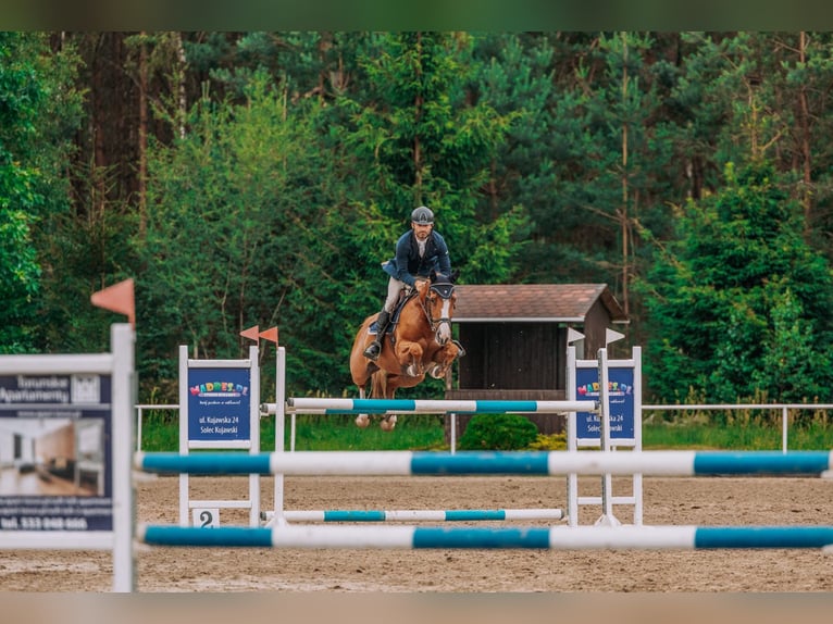 Belgisch Warmbloed Merrie 11 Jaar 164 cm Vos in Serock