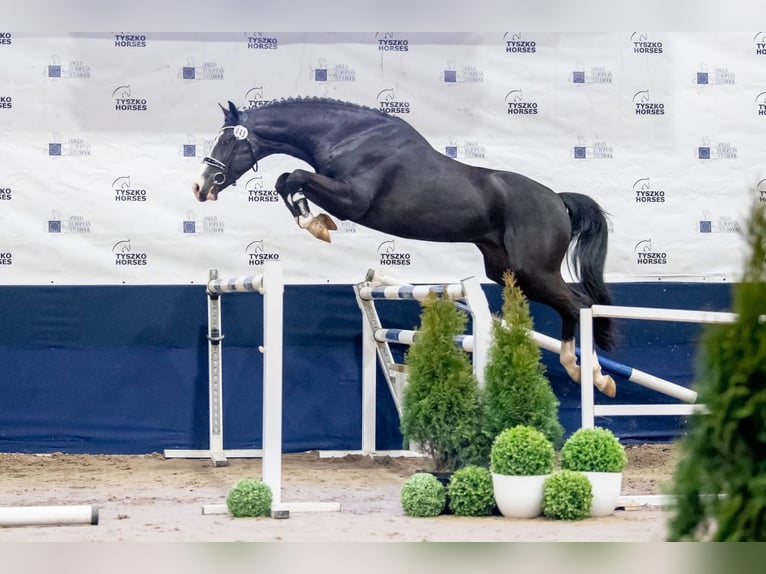 Belgisch Warmbloed Merrie 11 Jaar 167 cm Bruin in Peer