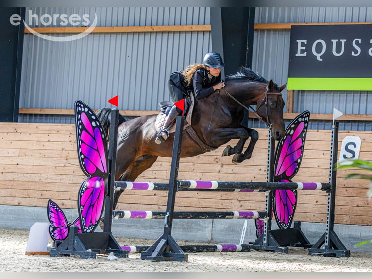 Belgisch Warmbloed Merrie 11 Jaar 168 cm  in Hornsyld