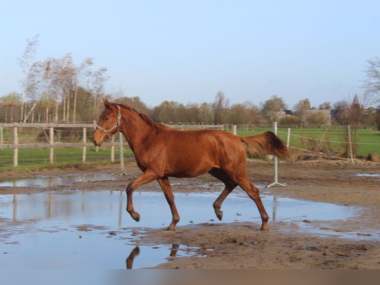 Belgisch Warmbloed Merrie 11 Jaar 168 cm Lichtbruin in Breendonk