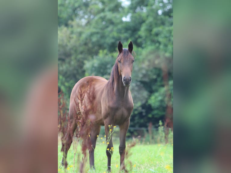 Belgisch Warmbloed Merrie 11 Jaar 168 cm Lichtbruin in Breendonk