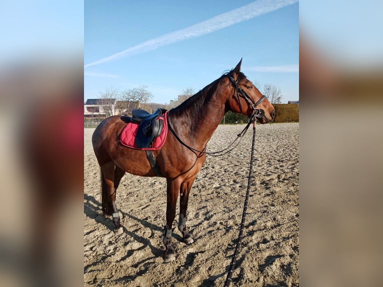 Belgisch Warmbloed Merrie 11 Jaar 168 cm Lichtbruin in Breendonk