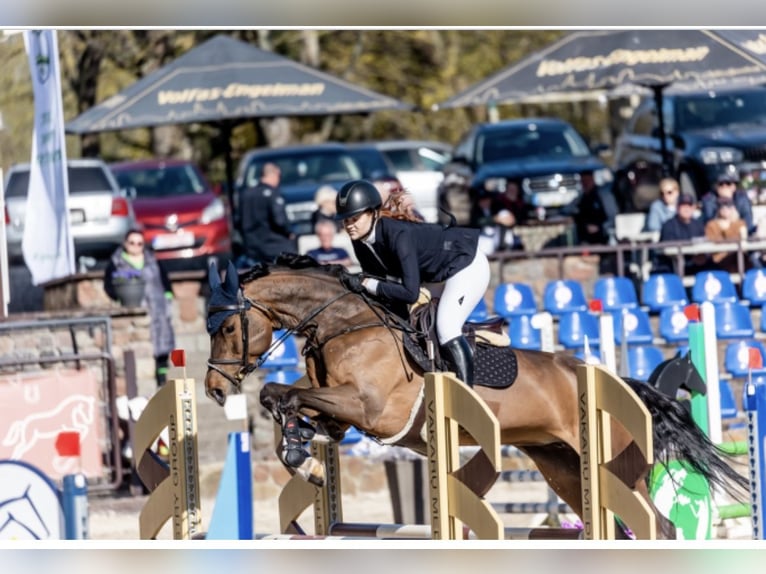 Belgisch Warmbloed Merrie 11 Jaar 168 cm Roodbruin in Vilnius