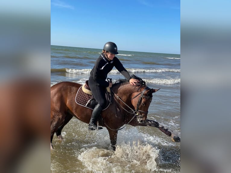 Belgisch Warmbloed Merrie 11 Jaar 168 cm Roodbruin in Vilnius